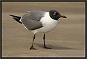 Laughing Gull 1913